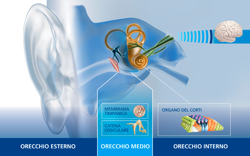 maico-anatomia-orecchio-960x600