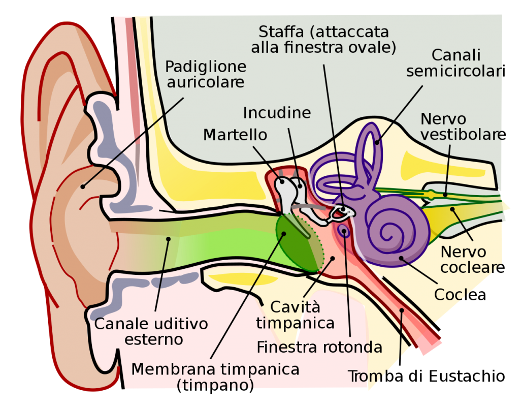apparato uditivo